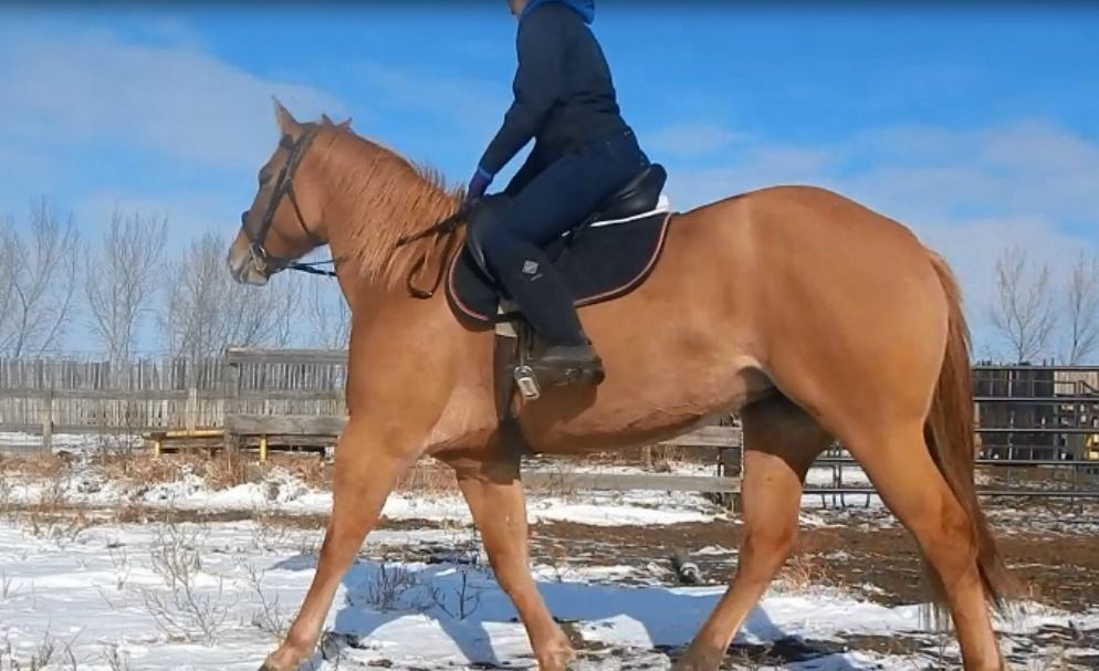 Best Riding/Muck boot | My Horse Forum